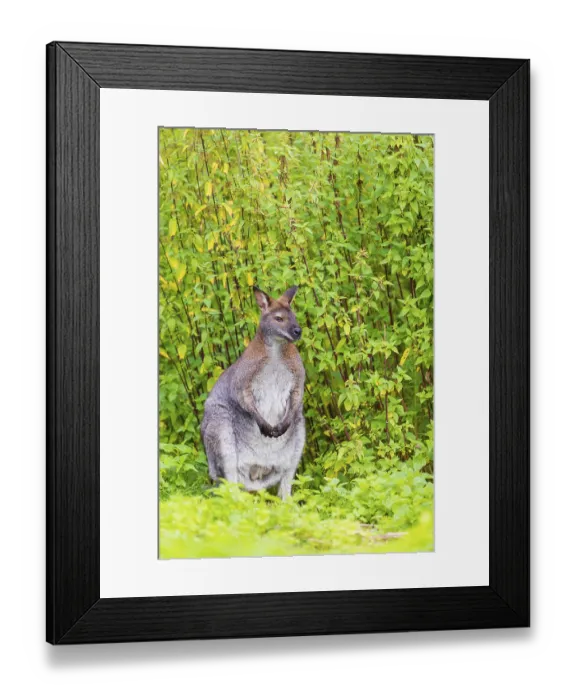 Framed Print : Red-necked wallaby or Bennett's wallaby (Macropus rufogriseus) Framed Print : Red-necked wallaby or Bennett's wallaby (Macropus rufogriseus)