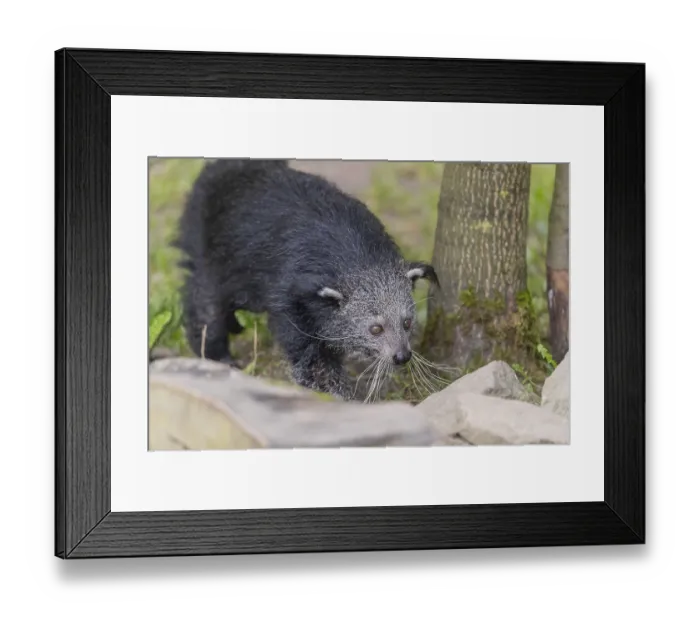 Framed Print : One binturong (Arctictis binturong)