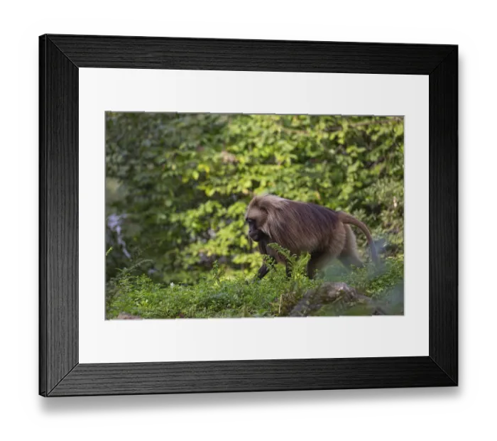 Framed Print : One adult male Gelada (Theropithecus gelada)