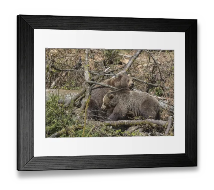 Framed Print : Two adult eurasian brown bears (Ursus arctos arctos)