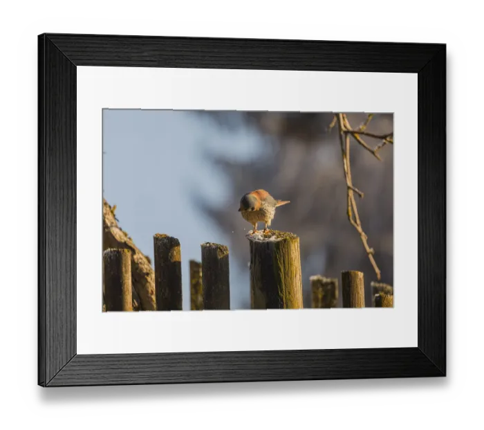 Framed Print : One American kestrel (Falco sparverius)