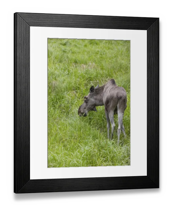 Framed Print : One adult male moose or elk, Alces alces