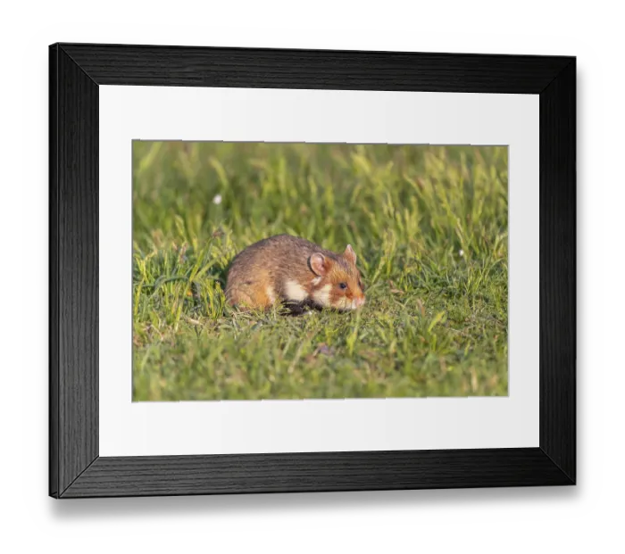 Framed Print : One European hamster (Cricetus cricetus)