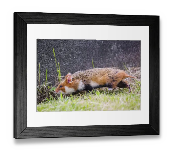 Framed Print : A European hamster (Cricetus cricetus)