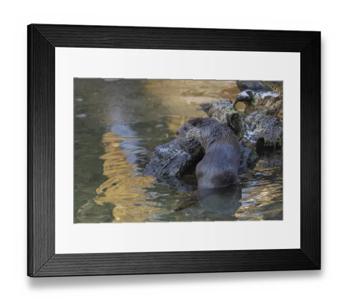 Framed Print : One Eurasian otter (Lutra lutra)