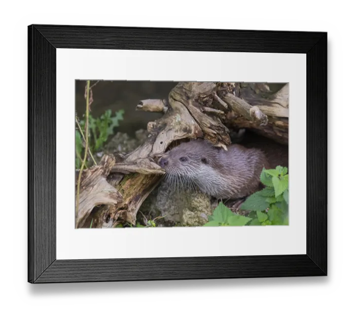 Framed Print : One Eurasian otter (Lutra lutra) Framed Print : One Eurasian otter (Lutra lutra)