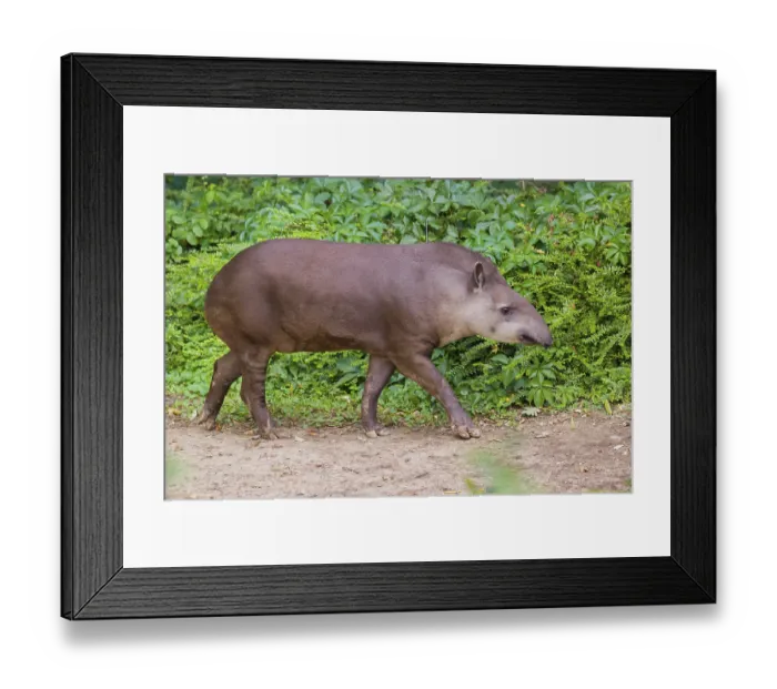 Framed Print : A South American tapir (Tapirus terrestris) walks on a path along dense green vegetation