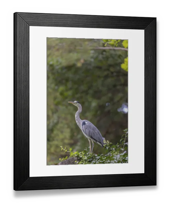 Framed Print : One Grey Heron, Ardea cinerea, standing on a rock Framed Print : One Grey Heron, Ardea cinerea, standing on a rock