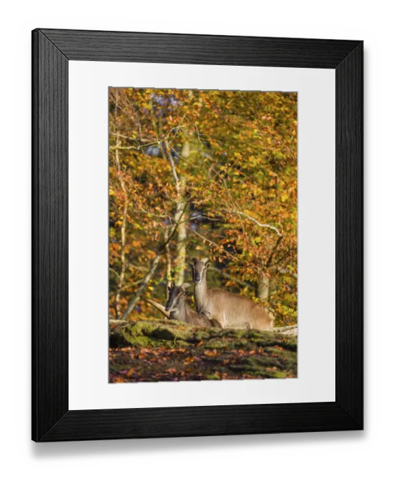 Framed Print : Two female Himalayan tahr (Hemitragus jemlahicus) stand on a rock