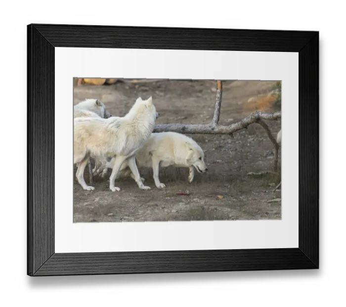Framed Print : Three Hudson Bay wolves (Canis lupus hudsonicus) walking over a dry forest floor Framed Print : Three Hudson Bay wolves (Canis lupus hudsonicus) walking over a dry forest floor