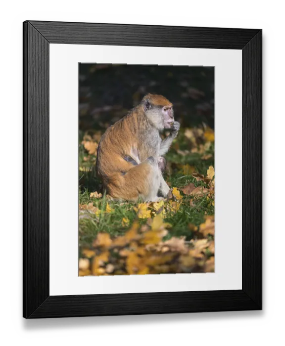 Framed Print : One female patas monkey (Erythrocebus patas)with her baby in late light on a green meadow