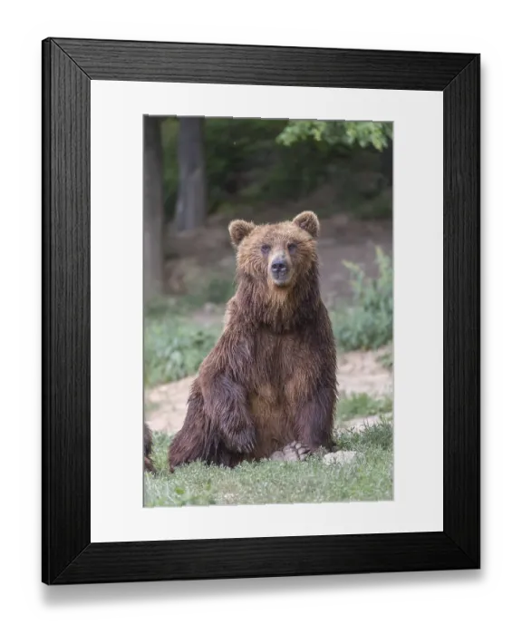 Framed Print : One Kamchatka brown bear (Ursus arctos piscator)