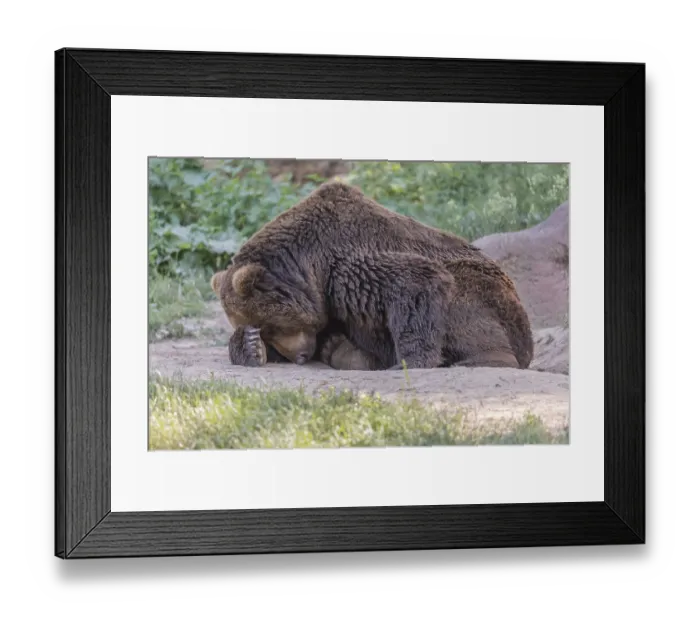 Framed Print : One Kamchatka brown bear (Ursus arctos piscator)