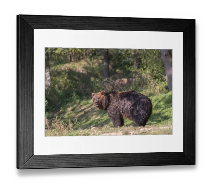 Framed Print : One Kamchatka brown bear (Ursus arctos piscator)
