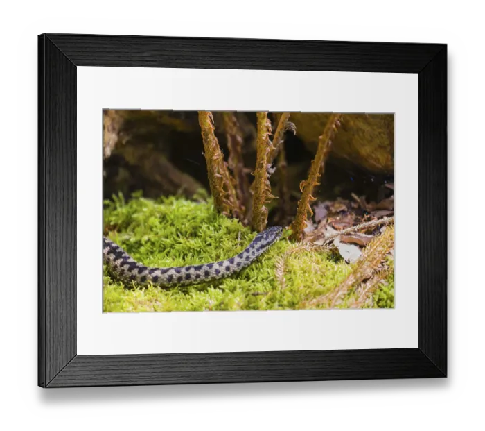 Framed Print : One Vipera berus, the common European adder or common European viper
