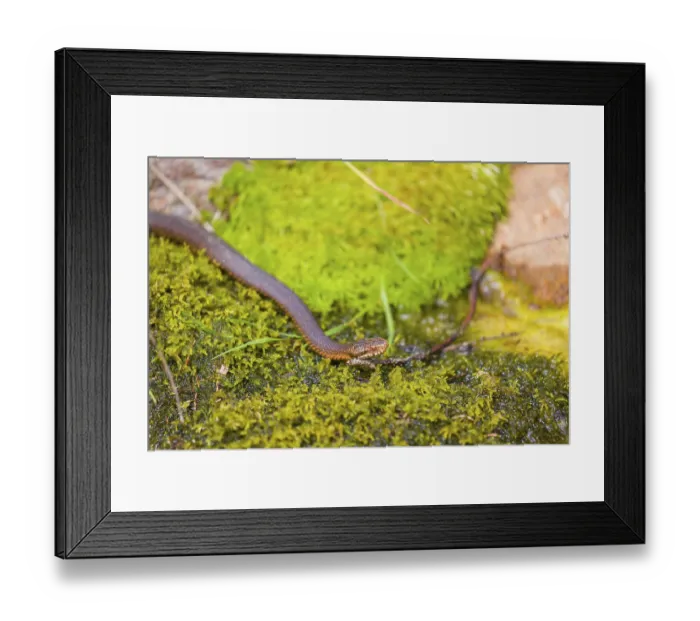 Framed Print : One Vipera berus, the common European adder or common European viper