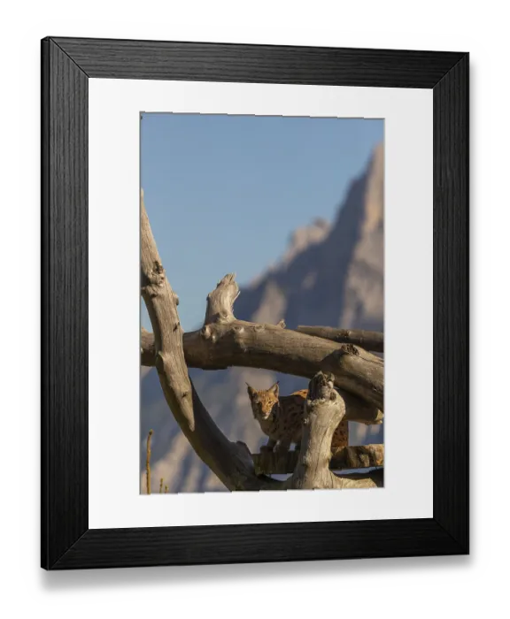 Framed Print : One Eurasian lynx, (Lynx lynx)