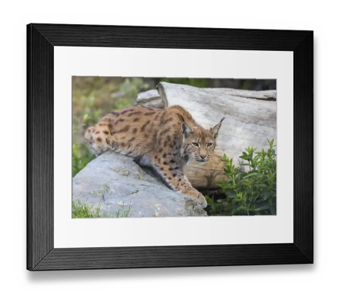 Framed Print : One Eurasian lynx, (Lynx lynx)