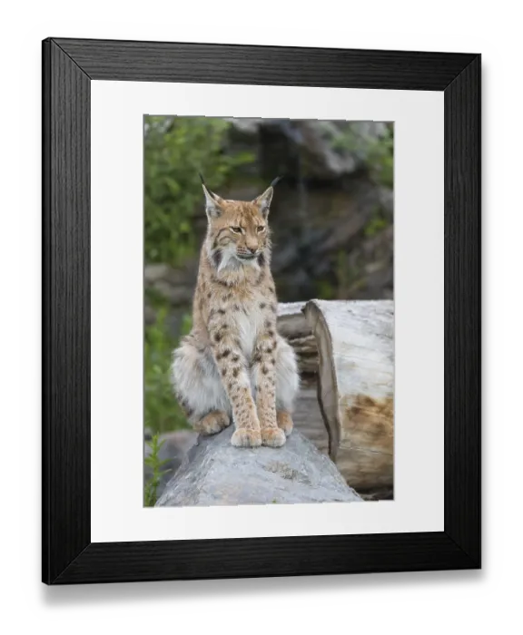 Framed Print : One Eurasian lynx, (Lynx lynx)