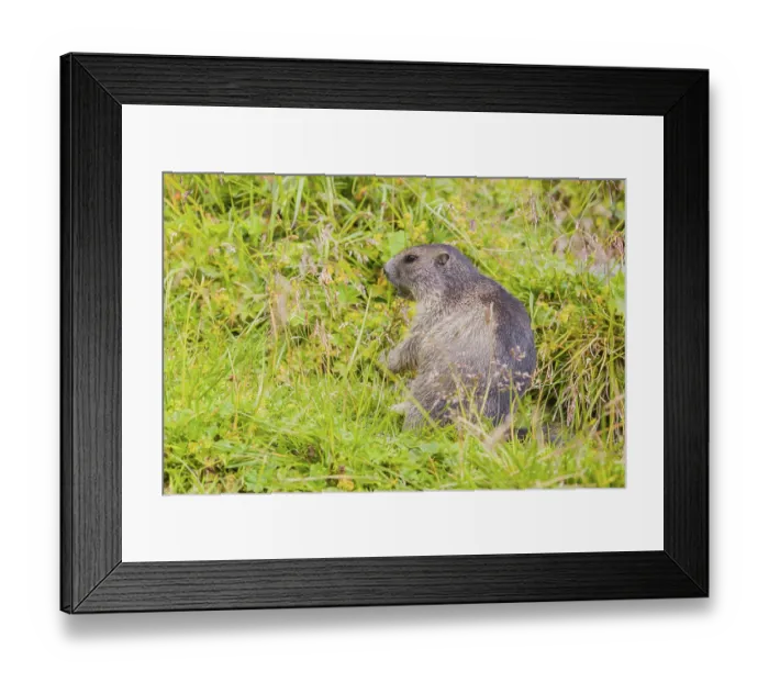 Framed Print : A young Alpine Marmot, Marmota marmota