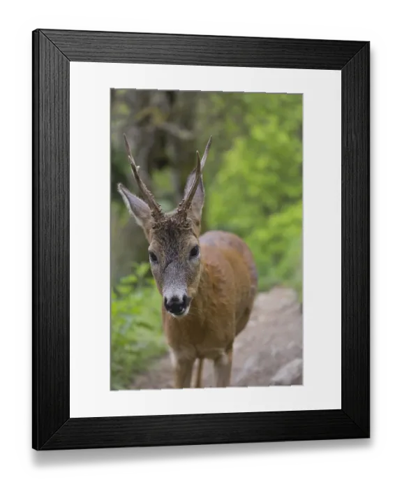 Framed Print : One male Roe Deer, Roe buck (Capreolus capreolus)