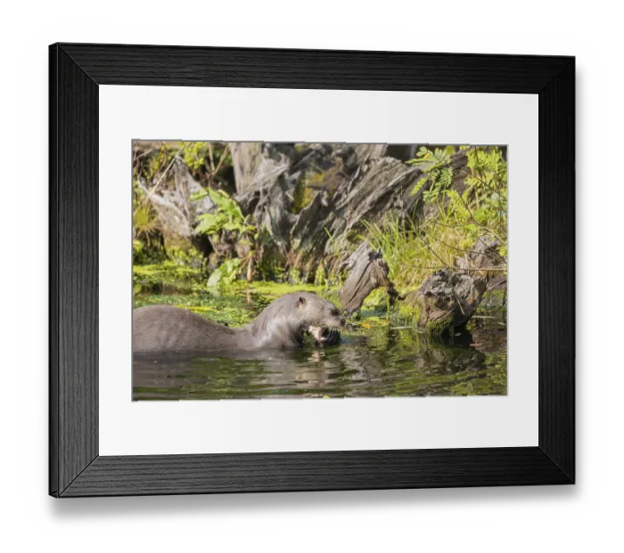 Framed Print : One giant otter or giant river otter (Pteronura brasiliensis) Framed Print : One giant otter or giant river otter (Pteronura brasiliensis)