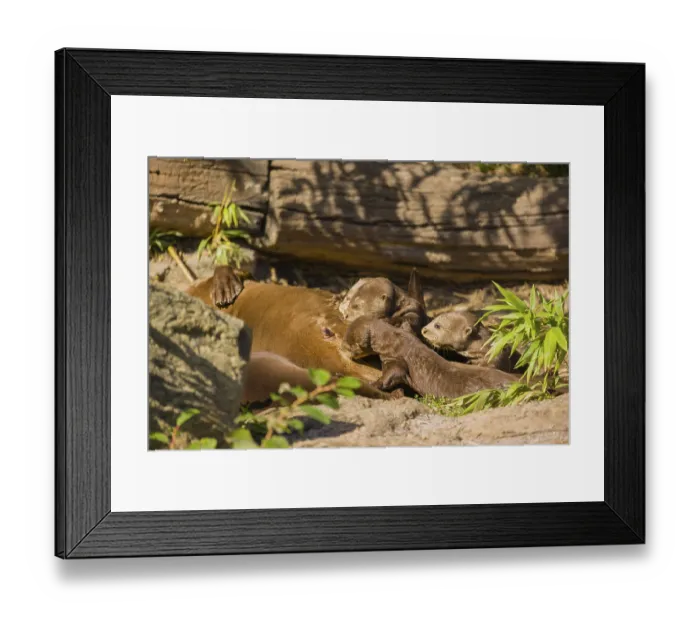 Framed Print : A female giant otter or giant river otter (Pteronura brasiliensis) nurses her young and plays with them