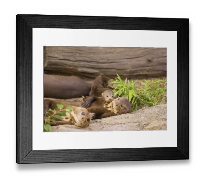 Framed Print : A female giant otter or giant river otter (Pteronura brasiliensis) nurses her young and plays with them
