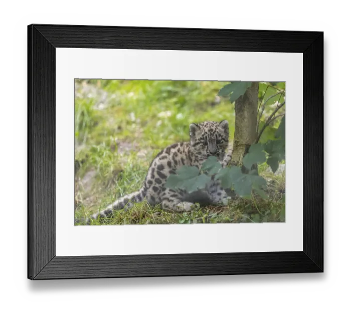 Framed Print : One very young snow leopard (Panthera uncia) cub sitting behind a tree Framed Print : One very young snow leopard (Panthera uncia) cub sitting behind a tree