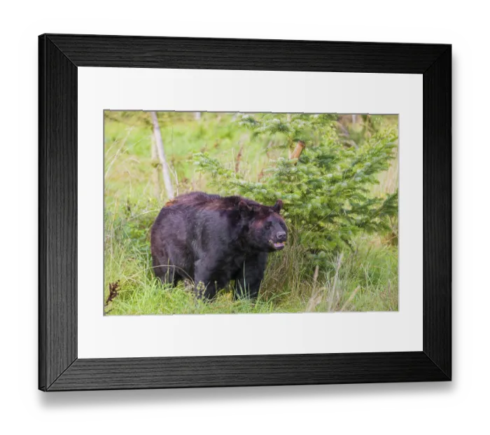 Framed Print : An American black bear (Ursus americanus) Framed Print : An American black bear (Ursus americanus)