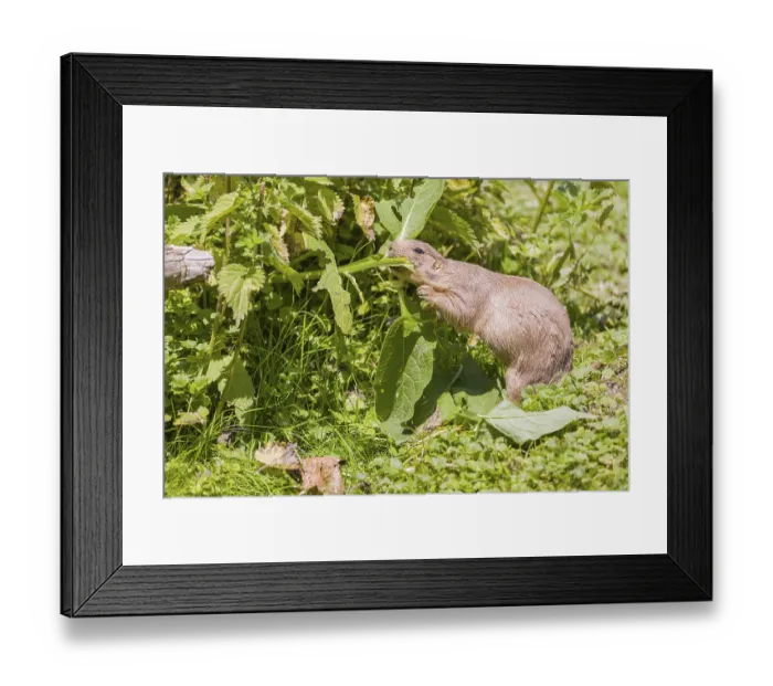 Framed Print : A black-tailed prairie dog sits on fresh green vegetation