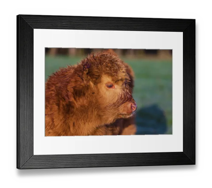 Framed Print : Portrait of a Highland calf (Bos (primigenius) taurus) Framed Print : Portrait of a Highland calf (Bos (primigenius) taurus)