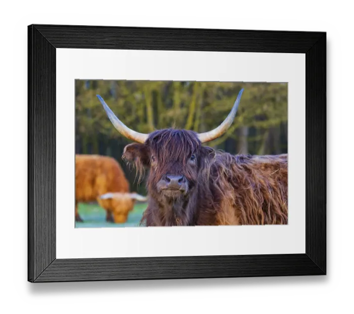 Framed Print : Portrait of a Highland cow (Bos (primigenius) taurus) Framed Print : Portrait of a Highland cow (Bos (primigenius) taurus)