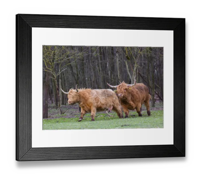 Framed Print : One Highland bull (Bos (primigenius) taurus) chases a cow before mating Framed Print : One Highland bull (Bos (primigenius) taurus) chases a cow before mating