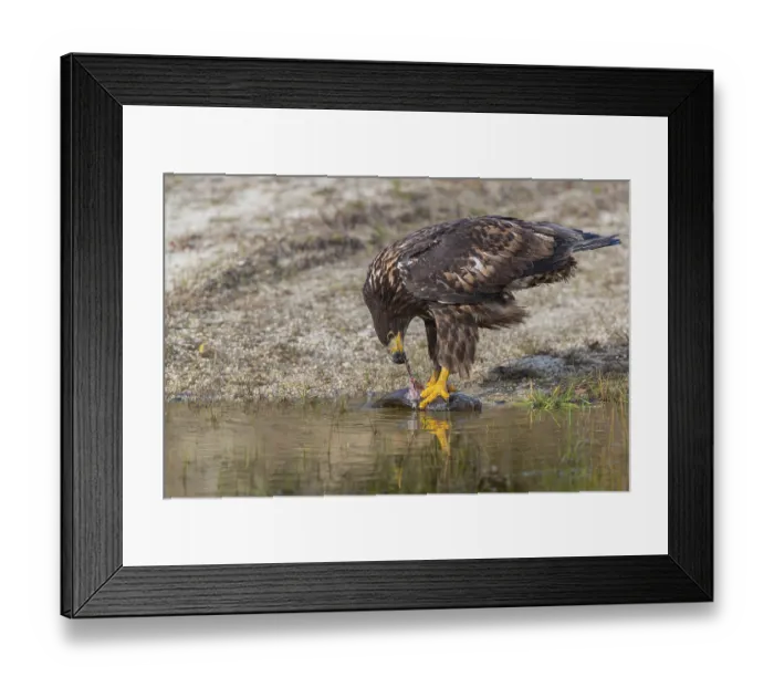 Framed Print : One white-tailed eagle (Haliaeetus albicilla) sitting lakeshore in early light Framed Print : One white-tailed eagle (Haliaeetus albicilla) sitting lakeshore in early light