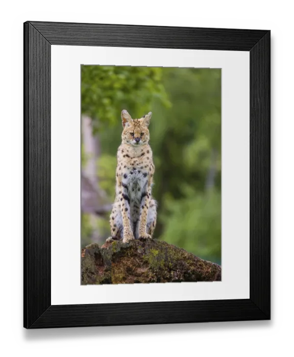 Framed Print : One male serval, Leptailurus serval