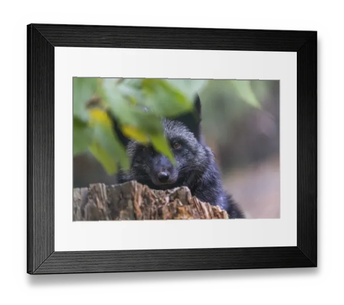 Framed Print : One silver fox (Vulpes vulpes) sitting behind a rotten tree stump and hidden behind some green leafes Framed Print : One silver fox (Vulpes vulpes) sitting behind a rotten tree stump and hidden behind some green leafes