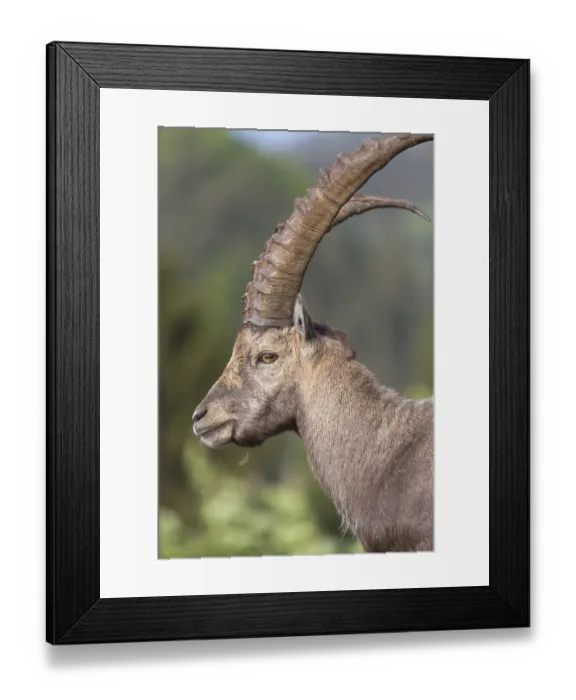 Framed Print : One adult ibex (Capra ibex) side portrait with late sunlight