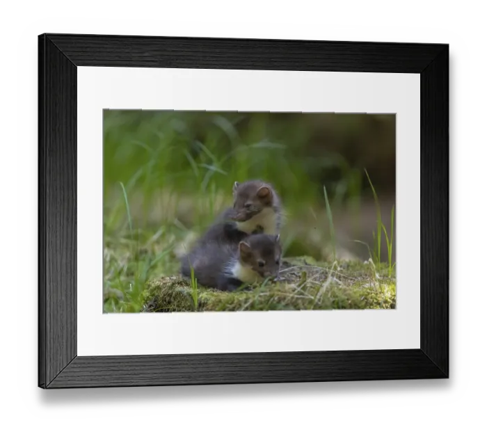 Framed Print : Two beech marten (Martes foina) Framed Print : Two beech marten (Martes foina)