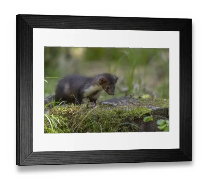 Framed Print : Two beech marten (Martes foina) Framed Print : Two beech marten (Martes foina)
