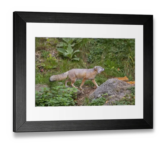 Framed Print : One corsac fox (Vulpes corsac) walking through green vegetation on hilly ground