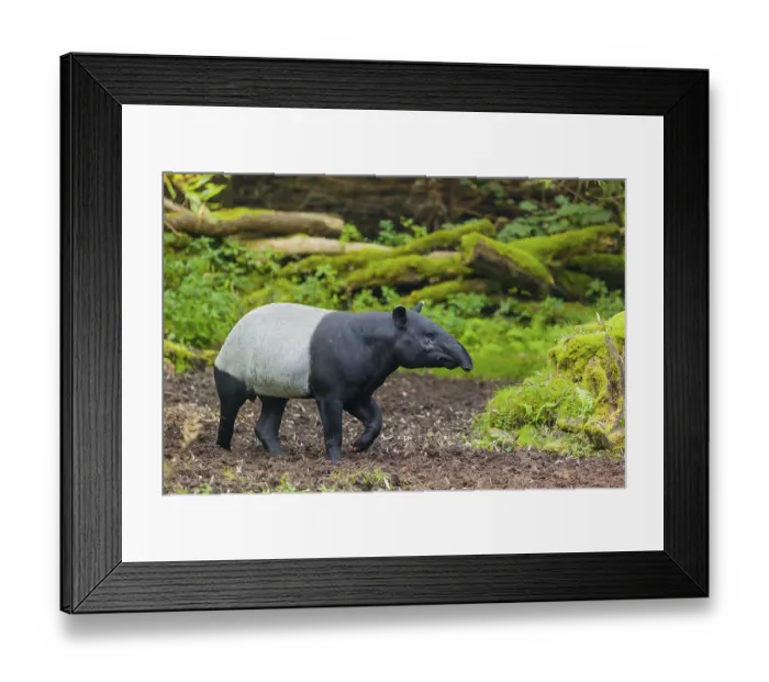 Framed Print : A Malayan tapir (Acrocodia indica) runs across a clearing Framed Print : A Malayan tapir (Acrocodia indica) runs across a clearing