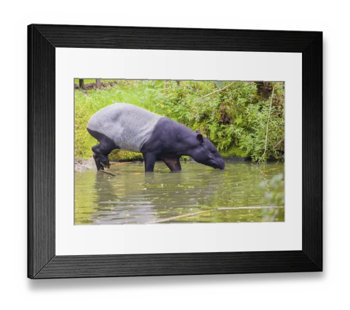 Framed Print : A Malayan tapir (Acrocodia indica) slowly enters the shallow water of a river