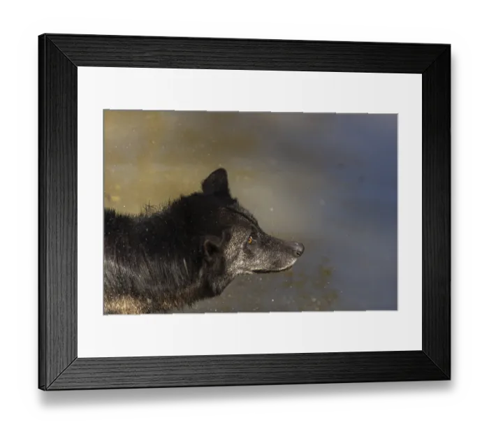 Framed Print : Portrait of a Timberwolf, Canis lupus lycaon Framed Print : Portrait of a Timberwolf, Canis lupus lycaon