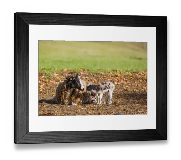 Framed Print : A female Jacob sheep (Ovis ammon F)