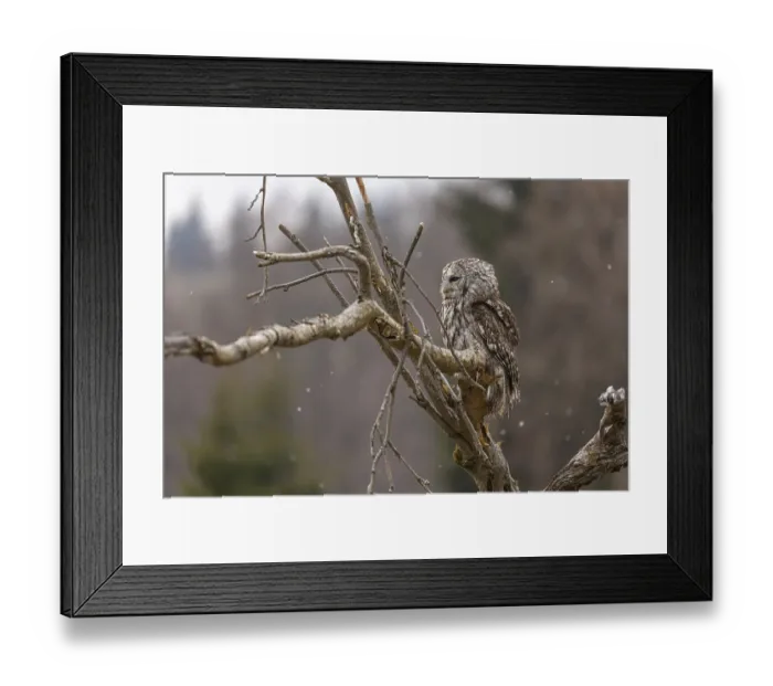 Framed Print : One tawny owl or brown owl (Strix aluco) sitting on a branch and looking for prey Framed Print : One tawny owl or brown owl (Strix aluco) sitting on a branch and looking for prey