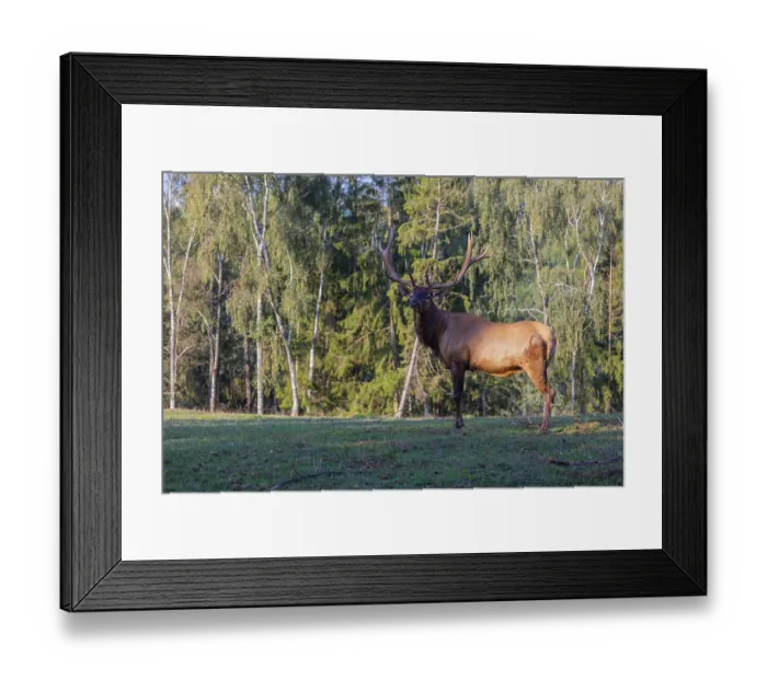 Framed Print : One Wapiti stag, Cervus canadensis Framed Print : One Wapiti stag, Cervus canadensis