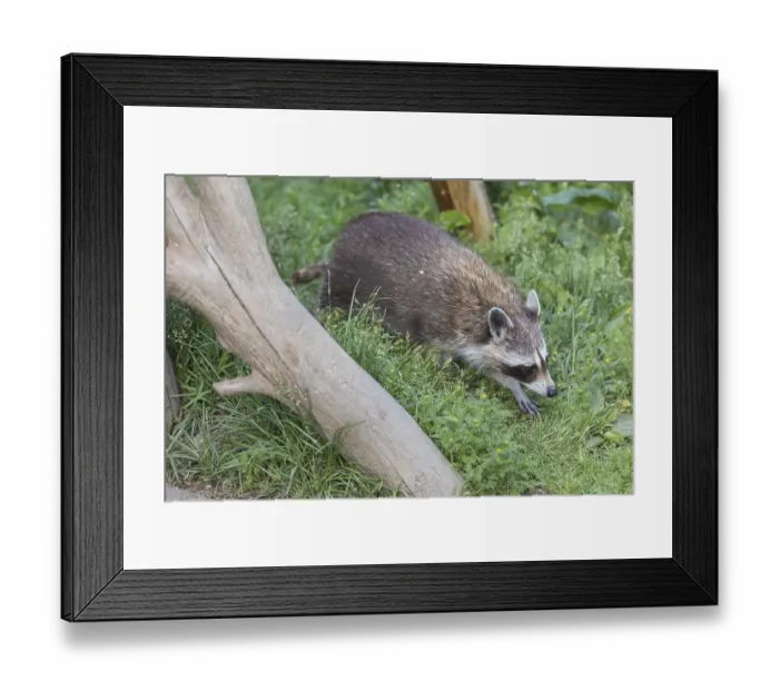 Framed Print : One Raccoon, procyon lotor, walking between logs on green grass