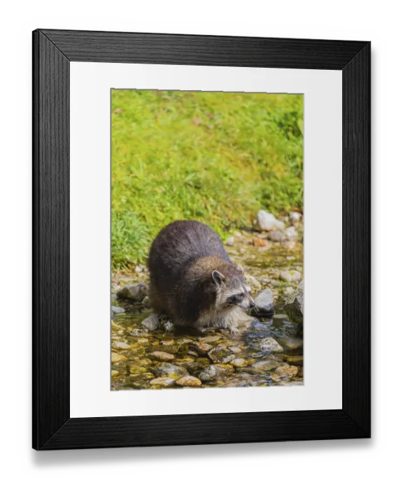 Framed Print : One adult Raccoon Procyon lotor