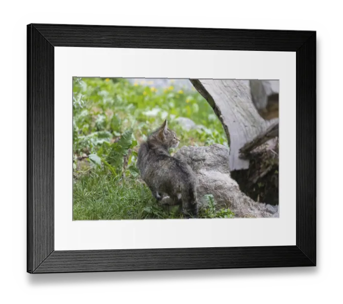 Framed Print : One European wildcat, Felis silvestris silvestris